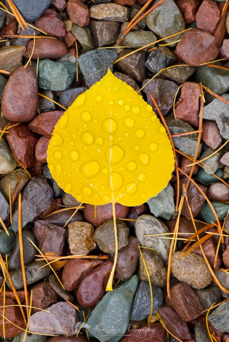 Autumn Aspen Leaf Alan Crowe Photography