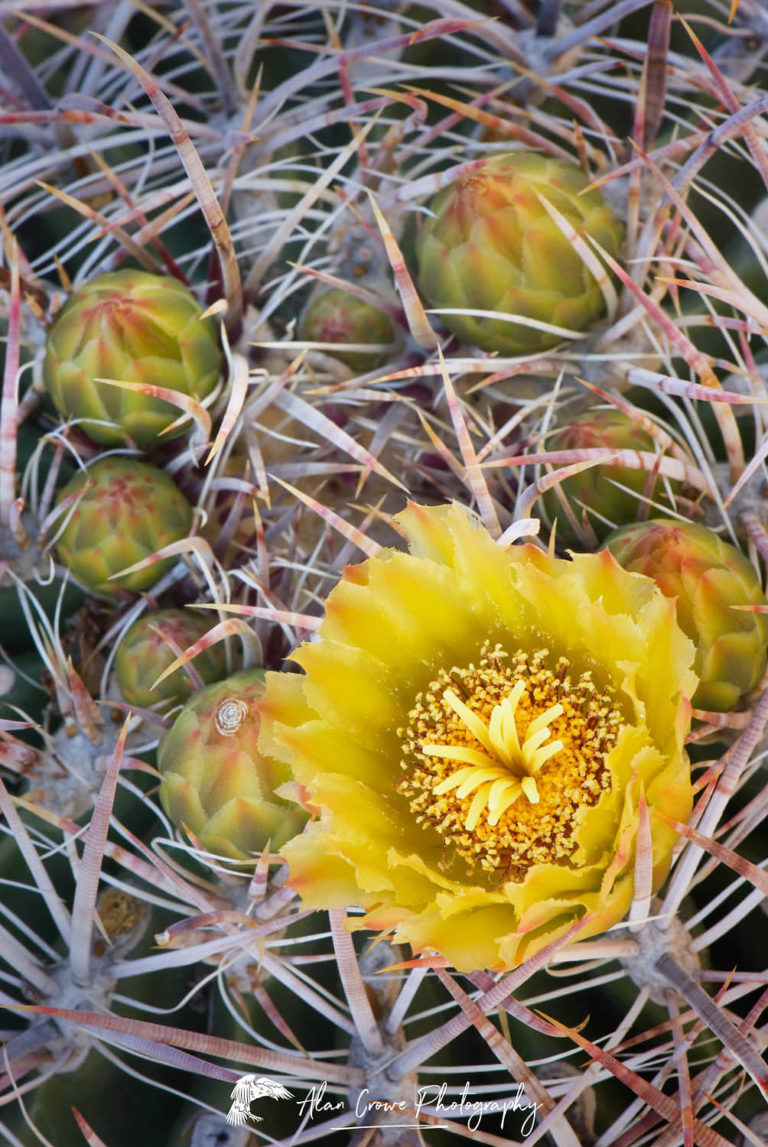 Barrel Cactus flowers - Alan Crowe Photography