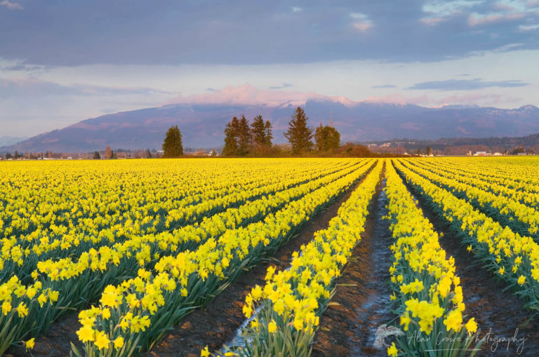 Skagit Valley Daffodil fields, Washington - Alan Crowe Photography