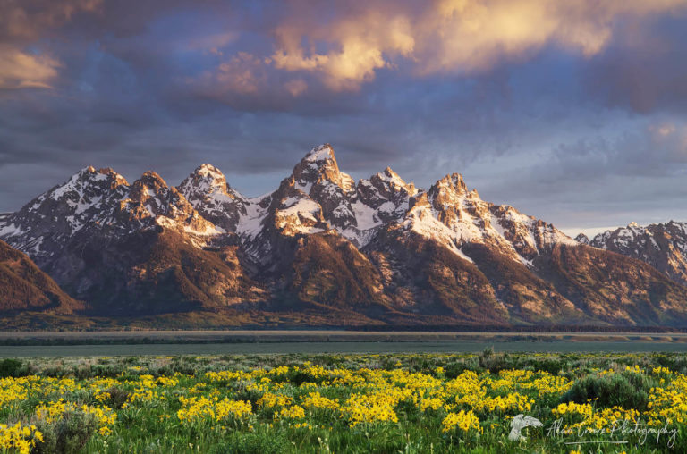 Grand Teton National Park Wildflowers Alan Crowe Photography 1100