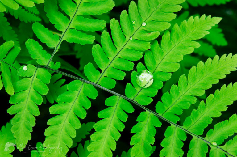 Oak Fern - Alan Crowe Photography