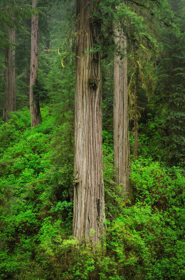 Coast Redwood Forest - Alan Crowe Photography