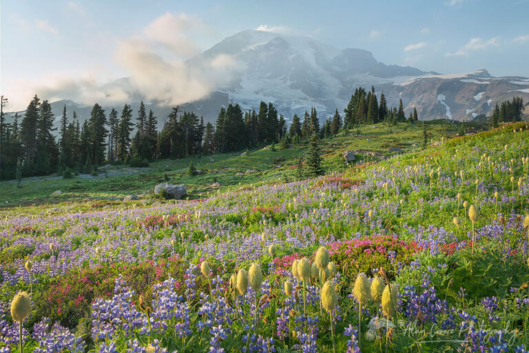 Paradise Wildflower Meadows Mount Rainier - Alan Crowe Photography